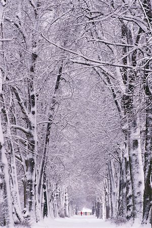 snowy road tree line - Hellbrunn Alley in Winter Salzburg, Austria Stock Photo - Rights-Managed, Code: 700-00033733