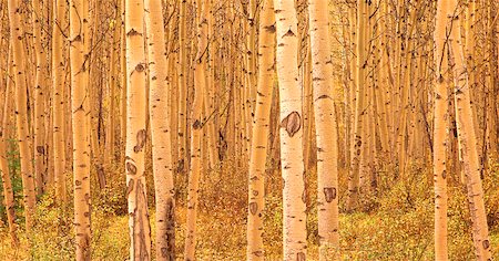 simsearch:700-00026833,k - Aspen Wald im Herbst Alberta, Kanada Stockbilder - Lizenzpflichtiges, Bildnummer: 700-00033761