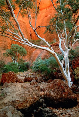 Kata Tjuta, les Olgas territoire du Nord, Australie Photographie de stock - Rights-Managed, Code: 700-00033803