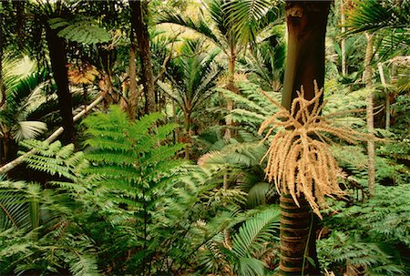 Trees and Foliage Norfolk Island National Park Norfolk Island, Australia Stock Photo - Rights-Managed, Code: 700-00033859