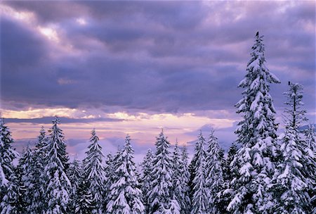 simsearch:700-00009187,k - Conifers and Ravens in Winter Coast Mountains British Columbia, Canada Foto de stock - Con derechos protegidos, Código: 700-00044610