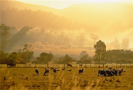 simsearch:700-00008554,k - Lambs in Pasture at Sunrise Brighton, Tasmania, Australia Foto de stock - Direito Controlado, Número: 700-00044722
