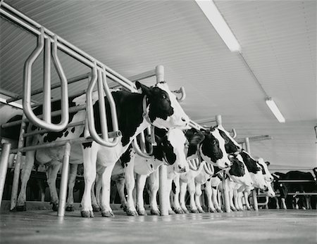 females milking cows - Cows In Dairy Farm Stock Photo - Rights-Managed, Code: 700-00044907