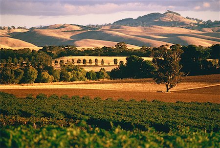 simsearch:700-01014768,k - La Barossa Valley South Australia, Australie Photographie de stock - Rights-Managed, Code: 700-00044922