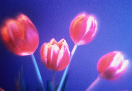 simsearch:700-00073732,k - Close-Up of Tulips Foto de stock - Con derechos protegidos, Código: 700-00045430