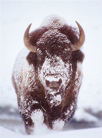 simsearch:841-07205496,k - Portrait de Bison dans la neige Parc National de Yellowstone, Wyoming, USA Photographie de stock - Rights-Managed, Code: 700-00045675