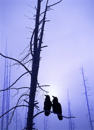 Silhouette de deux corbeaux sur une branche d'arbre Photographie de stock - Rights-Managed, Code: 700-00045684