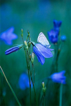 Close-Up of Butterfly on Bluebells Foto de stock - Con derechos protegidos, Código: 700-00045686