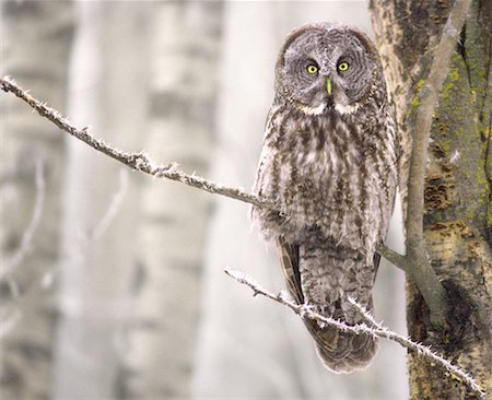 Portrait of Great Grey Owl on Branch Alberta, Canada Fotografie stock - Rights-Managed, Codice: 700-00045682