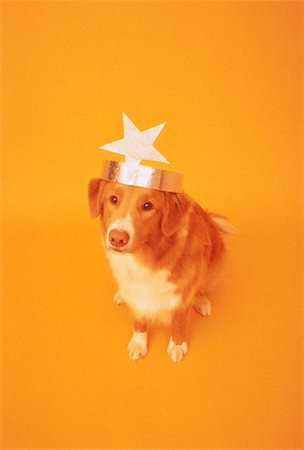 simsearch:700-03766847,k - Portrait of Dog Wearing Star Hat Fotografie stock - Rights-Managed, Codice: 700-00045698