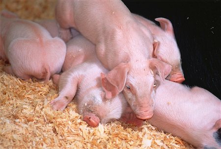 Piglets Fotografie stock - Rights-Managed, Codice: 700-00045759