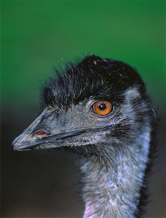simsearch:700-00164973,k - Close-Up of Emu Foto de stock - Con derechos protegidos, Código: 700-00045760