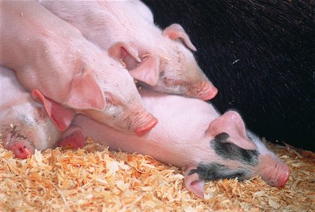 Group of Piglets Sleeping Fotografie stock - Rights-Managed, Codice: 700-00045802