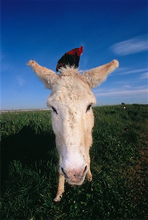 Portrait of Donkey with Rooster On Back Stock Photo - Rights-Managed, Code: 700-00045803