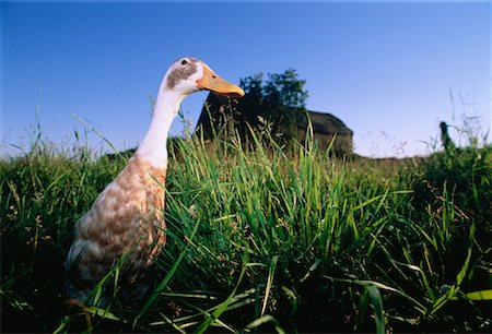 simsearch:700-00262852,k - Duck in Field of Grass Foto de stock - Con derechos protegidos, Código: 700-00045814