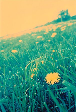 simsearch:700-01993307,k - Dandelions in Field of Grass Stock Photo - Rights-Managed, Code: 700-00045948