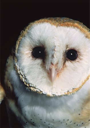 Portrait of Barn Owl Foto de stock - Con derechos protegidos, Código: 700-00046019