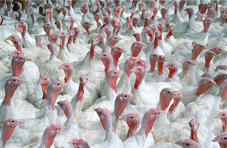Dindes sur Turquie ferme (Alberta), Canada Photographie de stock - Rights-Managed, Code: 700-00046179
