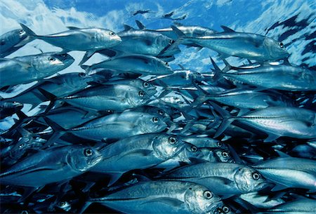 Underwater View of School of Bigeye Trevally Sipidan Island, Sabah, Malaysia Foto de stock - Con derechos protegidos, Código: 700-00046212