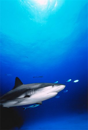 simsearch:700-00046236,k - Underwater View of Caribbean Reef Shark New Providence Island, Bahamas Stock Photo - Rights-Managed, Code: 700-00046225