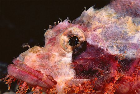 simsearch:841-02925609,k - Close-Up of Tasseled Scorpion Fish, Sipidan Island, Sabah Malaysia Stock Photo - Rights-Managed, Code: 700-00046227