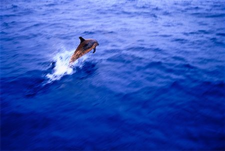 Repéré dauphins sautant hors de l'eau, Little Bahama Bank Bahamas Photographie de stock - Rights-Managed, Code: 700-00046221