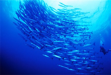 submarinista (mujer) - Underwater View of Diver and School of Barracuda Sipidan Island, Sabah, Malaysia Foto de stock - Con derechos protegidos, Código: 700-00046222