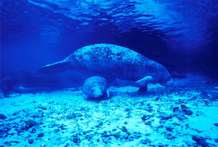 Lamantins antillais sous l'eau Crystal River, Floride, États-Unis Photographie de stock - Rights-Managed, Code: 700-00046230