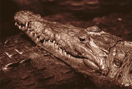 Close-Up of Crocodiles Stock Photo - Rights-Managed, Code: 700-00046231