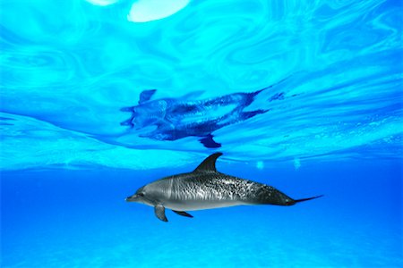 spotted dolphin - Underwater View of Spotted Dolphin Little Bahama Bank, Bahamas Stock Photo - Rights-Managed, Code: 700-00046233