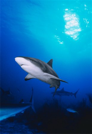 Underwater View of Caribbean Reef Sharks New Providence Island, Bahamas Foto de stock - Con derechos protegidos, Código: 700-00046240