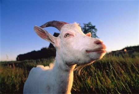 Portrait de la chèvre Photographie de stock - Rights-Managed, Code: 700-00046264