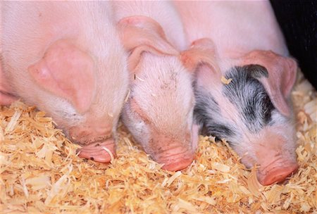 Piglets Sleeping Fotografie stock - Rights-Managed, Codice: 700-00046260