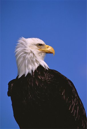 simsearch:600-00045765,k - Bald Eagle Homer, Alaska Stock Photo - Rights-Managed, Code: 700-00048220