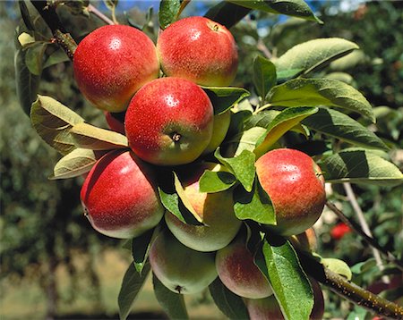 simsearch:700-06512686,k - Close-Up of Tydelman Apples on Tree Creston, British Columbia, Canada Stock Photo - Rights-Managed, Code: 700-00048653