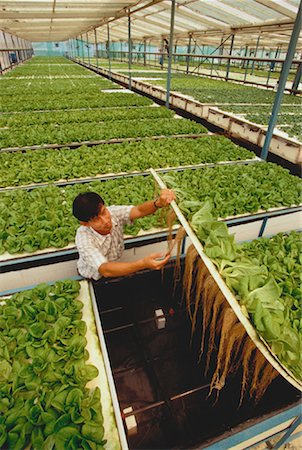 Aero Green Technology Aeroponics Farm, Singapore Stock Photo - Rights-Managed, Code: 700-00049077