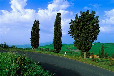 Route et arbres près de Monticchiello, Toscane, Italie Photographie de stock - Rights-Managed, Code: 700-00049871