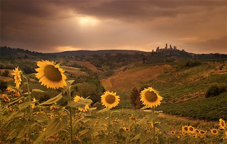 simsearch:700-00040505,k - Field of Sunflowers at Sunset Near San Gimignano, Tuscany Italy Stock Photo - Rights-Managed, Code: 700-00040506