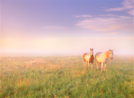 simsearch:700-00439401,k - Horses in Field Near Lacombe, Alberta, Canada Foto de stock - Con derechos protegidos, Código: 700-00040969