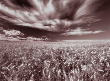 simsearch:700-00556583,k - Barley Field Near Red Deer, Alberta, Canada Foto de stock - Con derechos protegidos, Código: 700-00040972