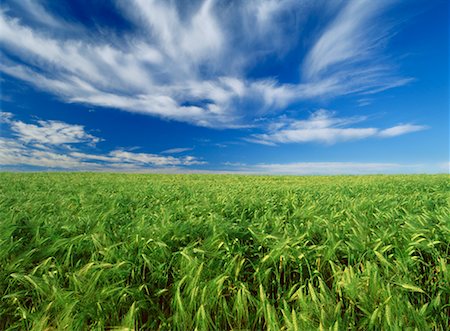 simsearch:700-00163054,k - Barley Field Near Red Deer, Alberta, Canada Foto de stock - Con derechos protegidos, Código: 700-00040973