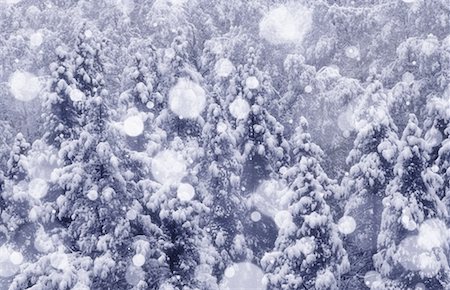 simsearch:700-00027576,k - Chute de neige fraîche sur les arbres le Parc National Banff, Alberta, Canada Photographie de stock - Rights-Managed, Code: 700-00041170