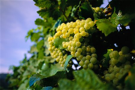 simsearch:700-00016683,k - Close-Up of Grapes on Vine Austria Fotografie stock - Rights-Managed, Codice: 700-00041286