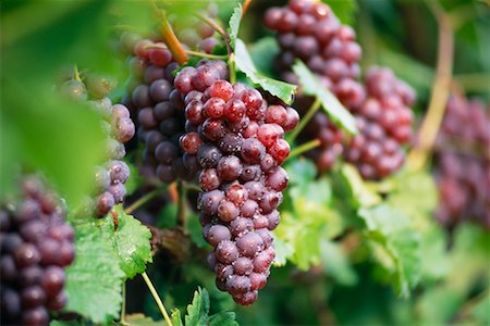 simsearch:700-00016683,k - Close-Up of Grapes on Vine Austria Fotografie stock - Rights-Managed, Codice: 700-00041289