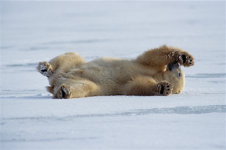 Ours polaire, rivage de la baie d'Hudson Churchill, Manitoba, Canada Photographie de stock - Rights-Managed, Code: 700-00041298