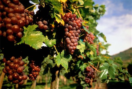 simsearch:700-00016683,k - Close-Up of Grapes on Vine Austria Fotografie stock - Rights-Managed, Codice: 700-00041290