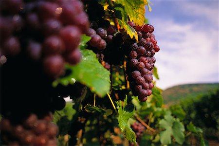 simsearch:700-00016683,k - Close-Up of Grapes on Vine Austria Fotografie stock - Rights-Managed, Codice: 700-00041291