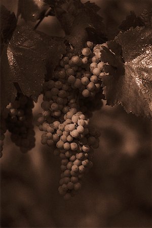 simsearch:700-00016683,k - Close-Up of Grapes on Vine Austria Fotografie stock - Rights-Managed, Codice: 700-00041414