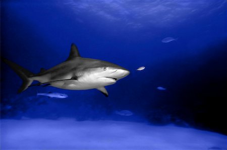 Underwater View of Caribbean Reef Shark Foto de stock - Con derechos protegidos, Código: 700-00041420