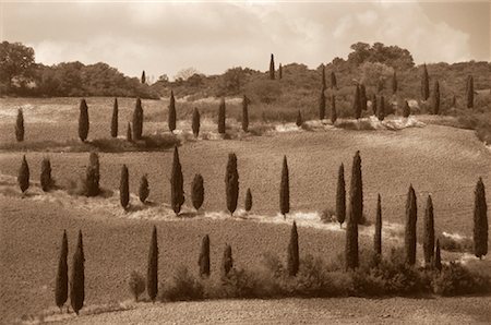 Cypress Trees Near Pienza, Tuscany, Italy Stock Photo - Rights-Managed, Code: 700-00041919